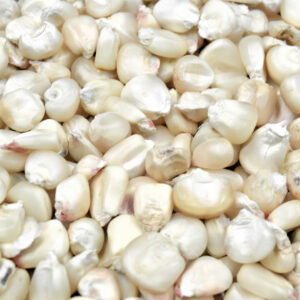 <b>Maize</b><br>White Maize
