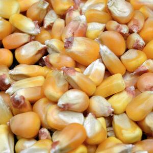 <b>Maize</b><br>Yellow Maize